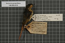 המרכז למגוון ביולוגי נטורליס - RMNH.AVES.135700 1 - Sericornis perspicillatus Salvadori, 1896 - Acanthizidae - דוגמת עור הציפור. Jpeg