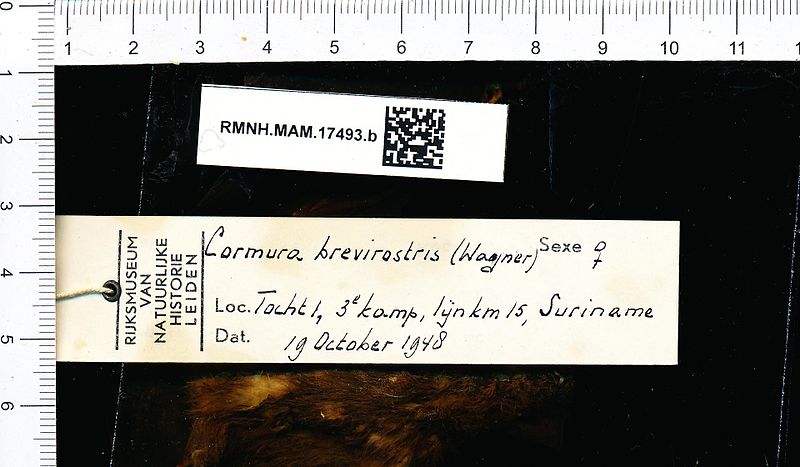 File:Naturalis Biodiversity Center - RMNH.MAM.17493.b gen - Cormura brevirostris - skin.jpeg