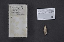 Naturalis bioxilma-xillik markazi - RMNH.MOL.216862 - Ziba intersculpta (Sowerby, 1870) - Mitridae - Mollusc shell.jpeg
