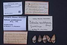 Naturalis Biodiversity Center - ZMA.MOLL.385503 - Bulimulus guadalupensis (Bruguière, 1789) - Bulimulidae - Moluska shell.jpeg