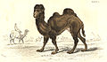 The Bactrian Camel