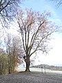 wikimedia_commons=File:Naturdenkmal Wartburgkreis - Mosbacher Linde 2019-12-01 a.JPG image=https://commons.wikimedia.org/wiki/File:Naturdenkmal_Wartburgkreis_-_Mosbacher_Linde_2019-12-01_a.JPG