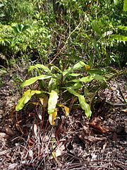 ต้นใบกระจุกขนาดใหญ่ของ N. cf. beccariana ที่เติบโตในถิ่นอาศัย (ซ้าย) และหม้อบนของลูกผสมทางธรรมชาติที่สันนิษฐานว่าผสมกับ N. sumatrana (ขวา)