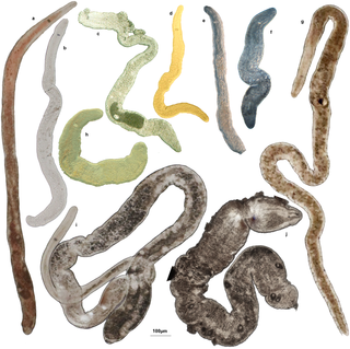 Nemertodermatida class of worms