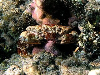 <i>Neoxanthias</i> Genus of crabs