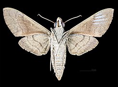 Nephele hespera MHNT CUT 2010 0 141 Sumatra female ventral.jpg