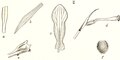 Nervilia borneensis tab 5 fig. II in: Johannes Jacobus Smith: Icones Orchidacearum Malayensium I (1930) (Detail)