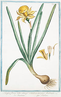 <i>Narcissus blanchardii</i> Species of daffodil