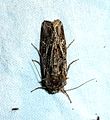 Noctuidae. Gothic sp. - Flickr - gailhampshire.jpg
