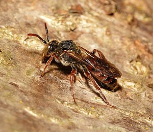 Nomada stigma m.jpg