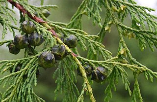 <i>Xanthocyparis</i> Genus of conifers in the family Cupressaceae