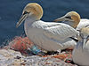 Northern gannet