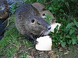 Nutria: Előfordulása, Alfajai, Megjelenése