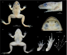 Figure showing different aspects of the species' morphology when preserved Nyctibatrachus mewasinghi preserved.png