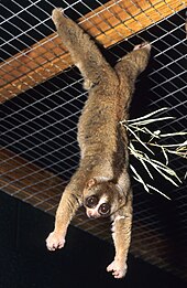 Slow lorises have a special network of capillaries in their hands and feet that allow them to cling to branches for hours without losing sensation. Nycticebus coucang 003.jpg