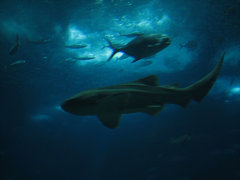 File:Oceanarium (3576421687).jpg