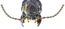 Ocypus aeneocephalus head up.jpg