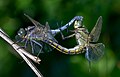 Image 45Sexual reproduction is nearly universal in animals, such as these dragonflies. (from Animal)