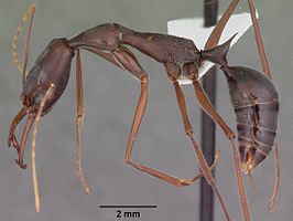 Odontomachus coquereli