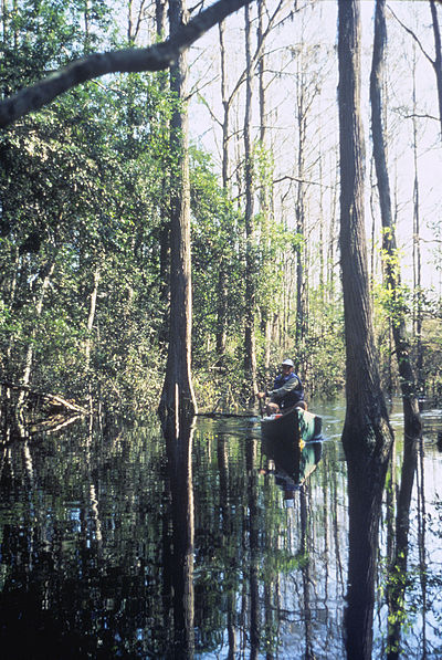 Canoeing in the Okefenokee NWR