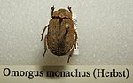 Thumbnail for Omorgus monachus