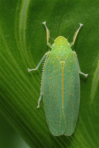 <i>Onega bracteata</i> Species of leafhopper