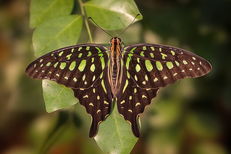 File:Open wing basking position of Graphium agamemnon (Linnaeus, 1758) - Tailed Jay.jpg