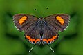 * Nomination Open wing position of Male Heliophorus epicles latilimbata Fruhstorfer, 1908 – Himalayan Purple Sapphire (by Sandipoutsider) --Atudu 05:24, 13 October 2017 (UTC) * Promotion Very good quality. --Ermell 07:00, 13 October 2017 (UTC)