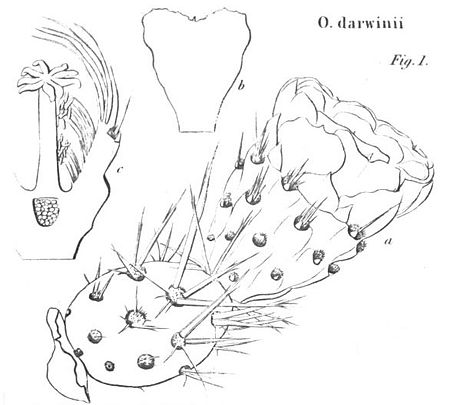 Maihueniopsis darwinii