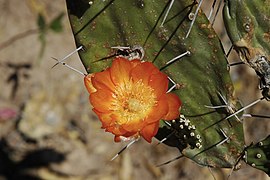 Opuntia quimilo (Cactaceae)