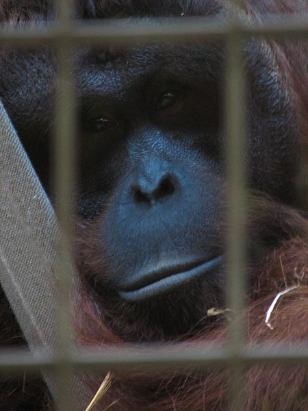 File:Orang Utan Gefangenschaft.jpg