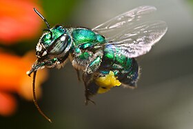 Orchid Bee hovering.jpg