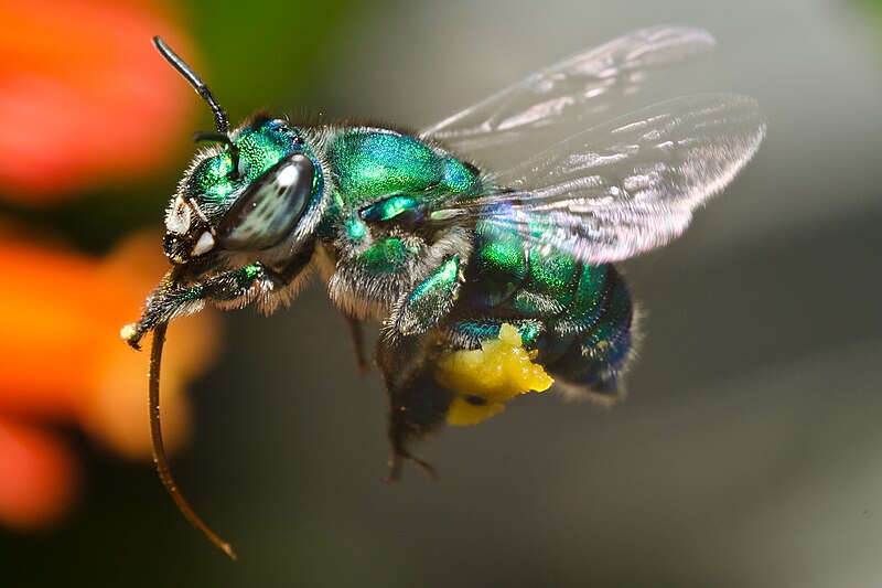 File:Orchid Bee hovering.jpg