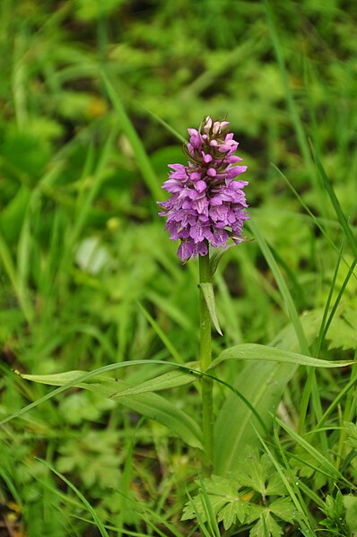 File:Orchids in Llyn Llech Owain Country Park (5653).jpg