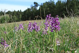 Green-winged orchid.