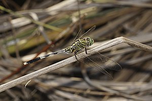 Slank blå pil (Orthetrum sabina)