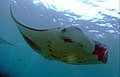 Photo of a Manta Ray taken by me at Rasfari North Island, Male Atoll, Maldives