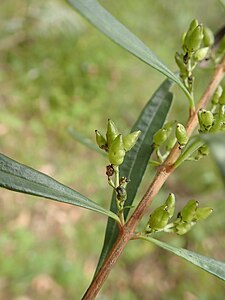 PB010043 KD Durham 104 Logania albiflora.jpg