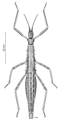 Thumbnail for List of stick insects of New Zealand