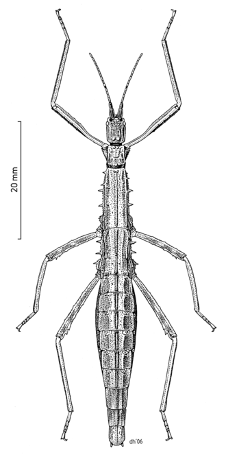 Undescribed Micrarchus species illustrated by Des Helmore PHAS Micrarchus nsp.png