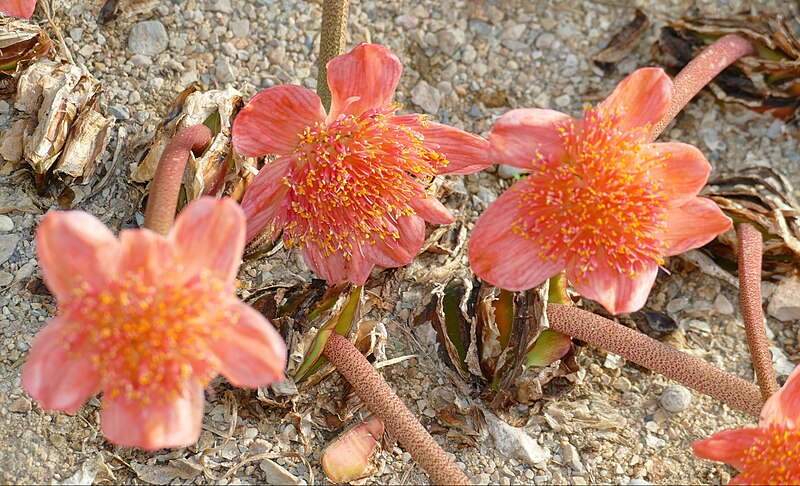 File:Paintbrush Lilies (Haemanthus coccineus) (Amaryllidaceae from South Africa ...) (31237517738).jpg