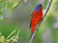 Bunting, Painted Passerina ciris