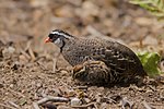 Thumbnail for Painted bush quail