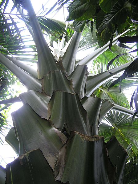 File:Palm branches.jpg