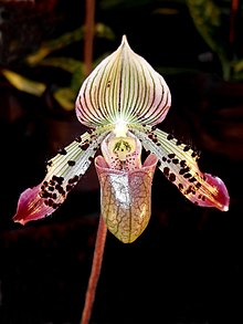 Paphiopedilum argus (16990043526) - kesilgan.jpg