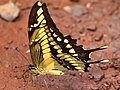 Papilio thoas-ventral.jpg