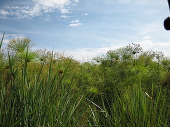 Cyperus Papyrus: Nomenclature et étymologie, Description, Distribution et habitat