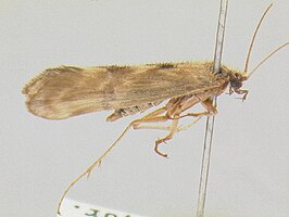 Parachorema bifidum