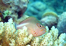 P. arcatus at Great Barrier Reef Paracirrhites arcatus 1.jpg