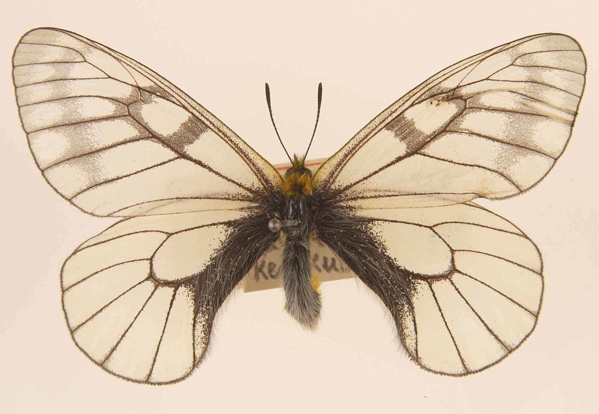 蝶 標本 ミカドウスバシロチョウ Parnassius imperator interjungens 